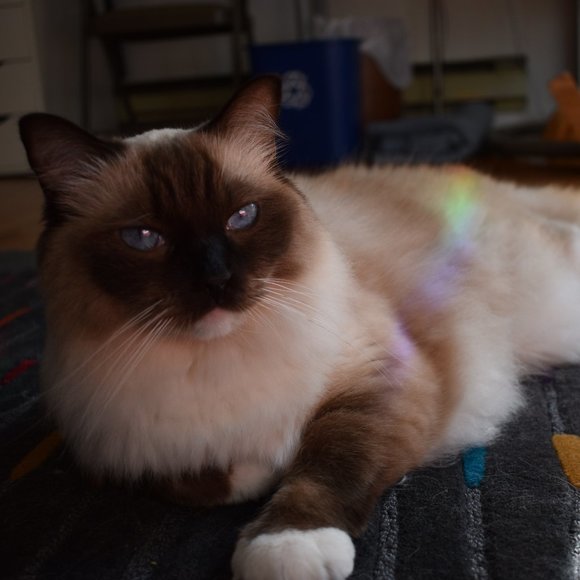 Meet your Posher - Picture 1 of 1